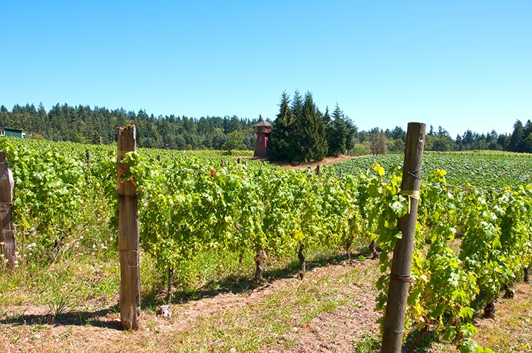 inthenews-bainbridge-vineyards