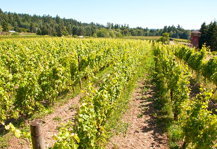 7 Bainbridge Island Wineries Open Their Doors For Wine On The Rock 