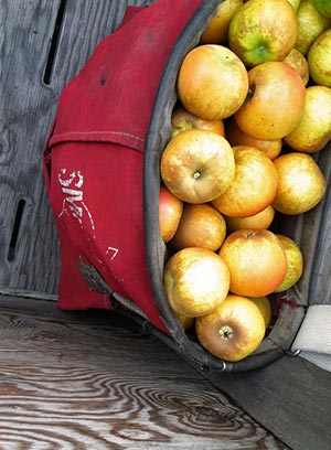 Snowdrift's cider apples are ripened to perfection on the tree and in the bin, developing aromatic flavors not normally experienced in apples destined for the normal produce market.
