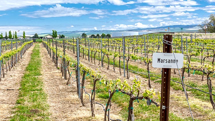 Marsanne is one of 14 varietals grown at the teaching winery's estate vineyards