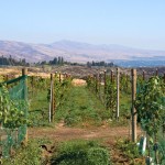 Wilridge Vineyard in Naches Heights AVA