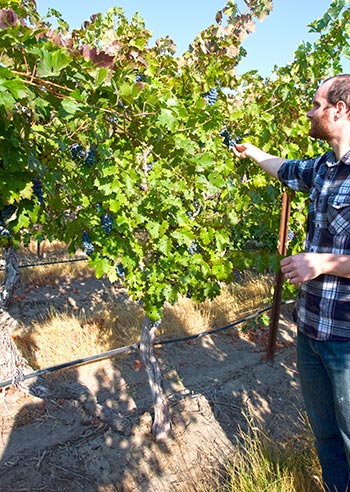 JJ Williams of Kiona Vineyards points out a block of Cabernet planted in 1975. Photo by Tasting Room Magazine/John Vitale