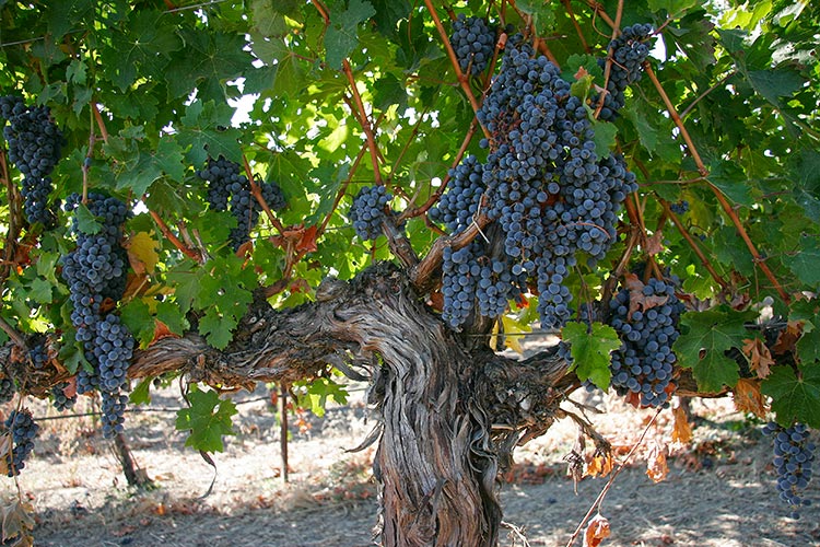 Rolling Bay Winery produces Old Vine Cabernet from this block of gnarly old vines, planted at Upland Vineyard in 1979. Photo by Rolling Bay Winery/Alphonse de Klerk