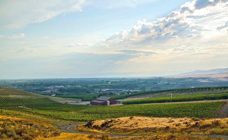 Owen Roe's estate vineyard, Union Gap, is nestled at the gateway to Yakima Valley’s wine country. The slopes harbor several soil types and the vines enjoy regular breezes that moderate temperatures throughout the year, keeping both mildew and frost at bay and making it easy to farm organically.