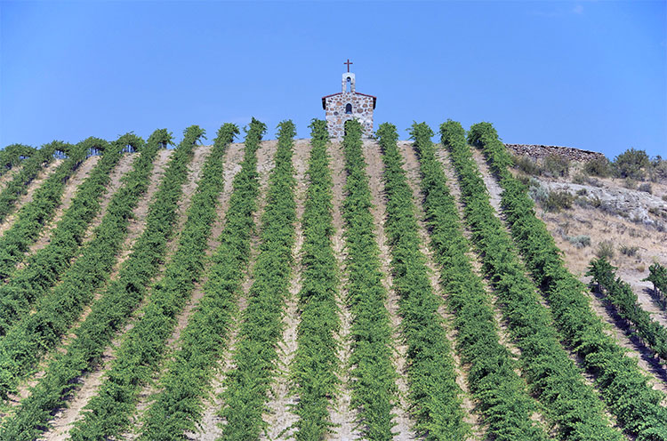 red-willow-vineyard