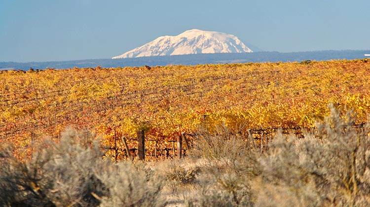 Red Willow Vineyard turns the many golden shades of fall with Mount Adams looming large on the horizon