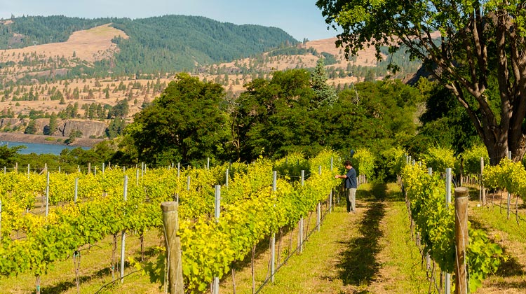 Mantone’s three-acre Nelson Vineyard of Syrah is nestled on the banks of the Columbia River, a vineyard location that he claims is unlike any other in the state due to the wind and water factors