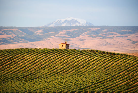 Tour a Yakima Valley like the famed Red Willow Vineyard. Mike Sauer photo.