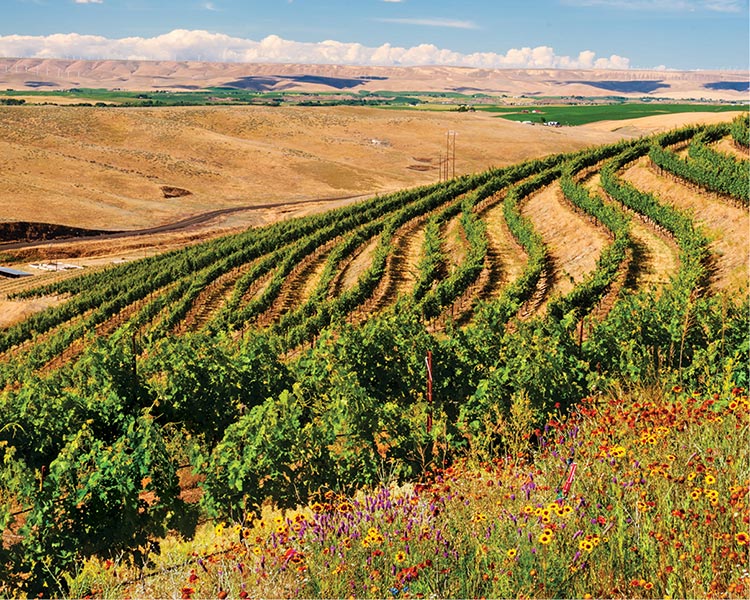 Wildflowers planted at the estate vineyard is one step towards sustainability