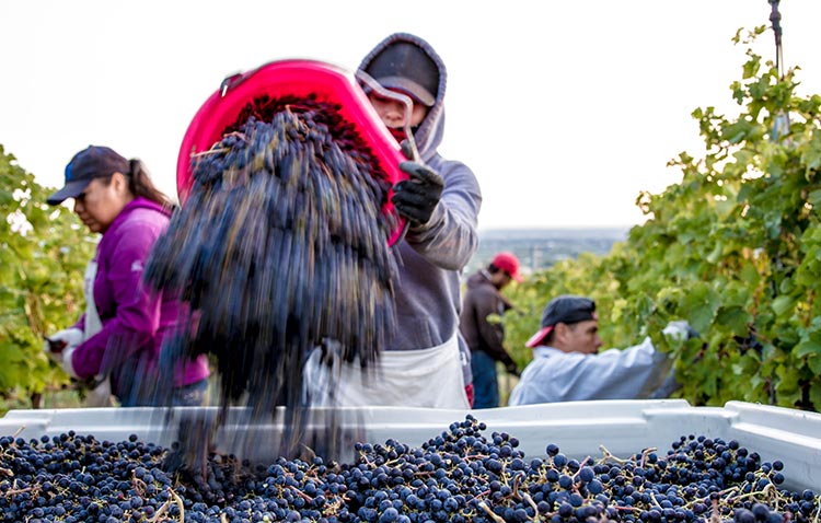 Harvest crew picking fruit during the 2015 season at L'Ecole Nº 41's Estate Ferguson Vineyard in the Walla Walla Valley AVA. Photo by Sander Olson.